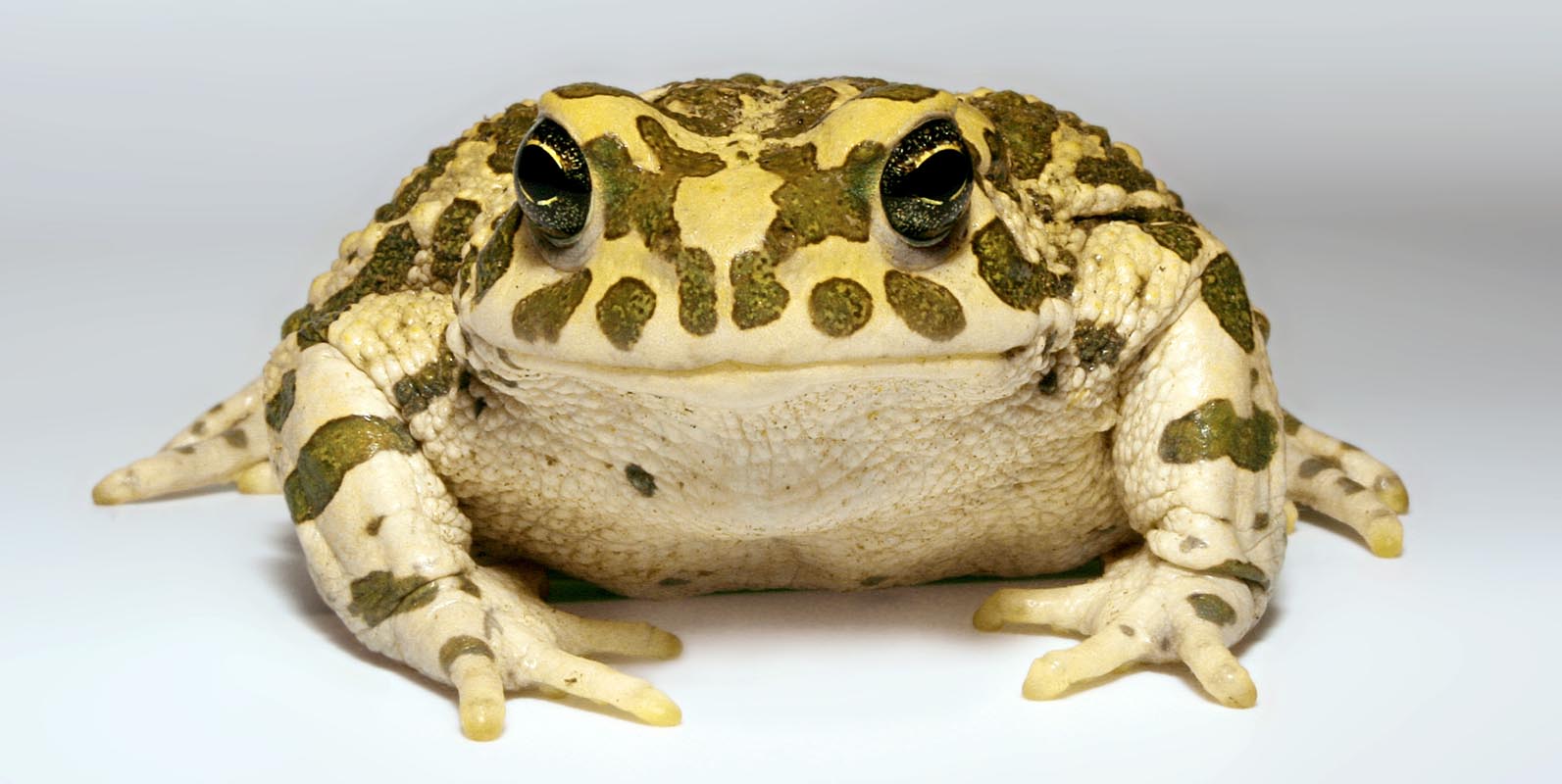 frog_0014B